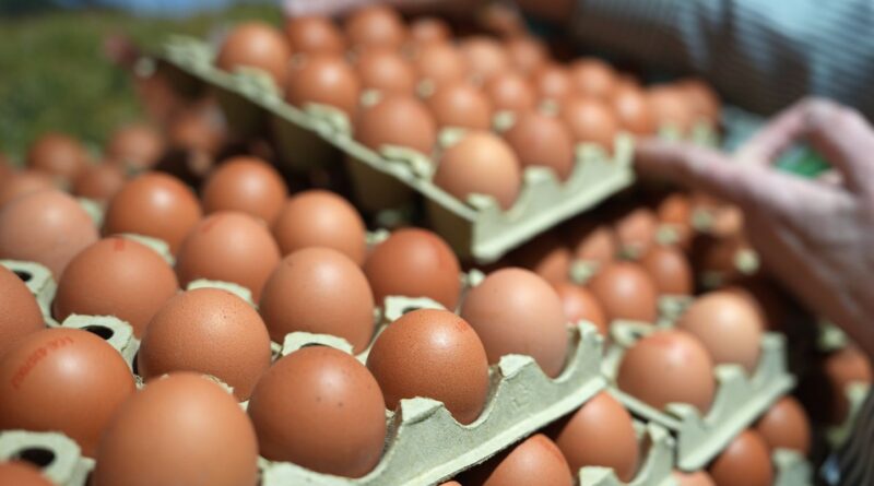 La ministre de l'Agriculture : la pénurie d'œufs n'est pas due à une « réglementation très contraignante »