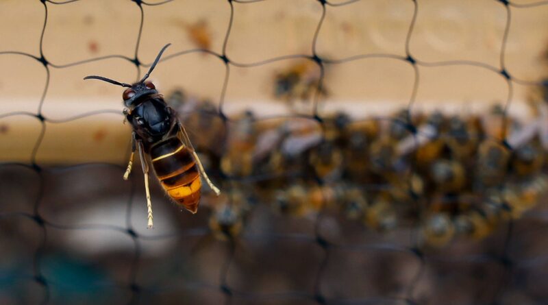 La période de grand froid éliminera-t-elle les frelons asiatiques ?