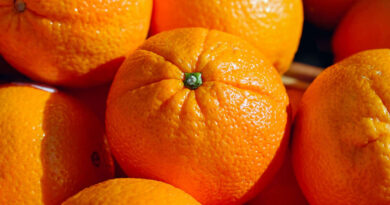 Lancement des exportations des agrumes avec 380 000 tonnes récoltées