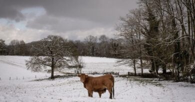 Le froid peut-il vraiment mettre fin à l'épidémie de dermatose nodulaire bovine ?