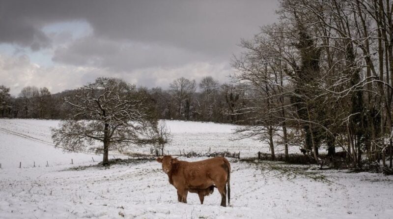 Le froid peut-il vraiment mettre fin à l'épidémie de dermatose nodulaire bovine ?