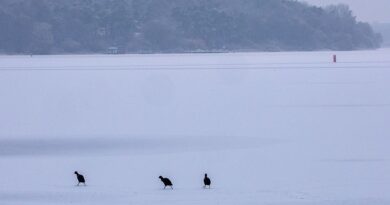 Le plus grand lac d'Allemagne est gelé : "phénomène très rare"