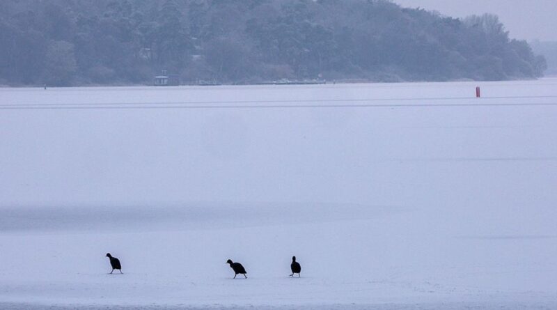 Le plus grand lac d'Allemagne est gelé : "phénomène très rare"
