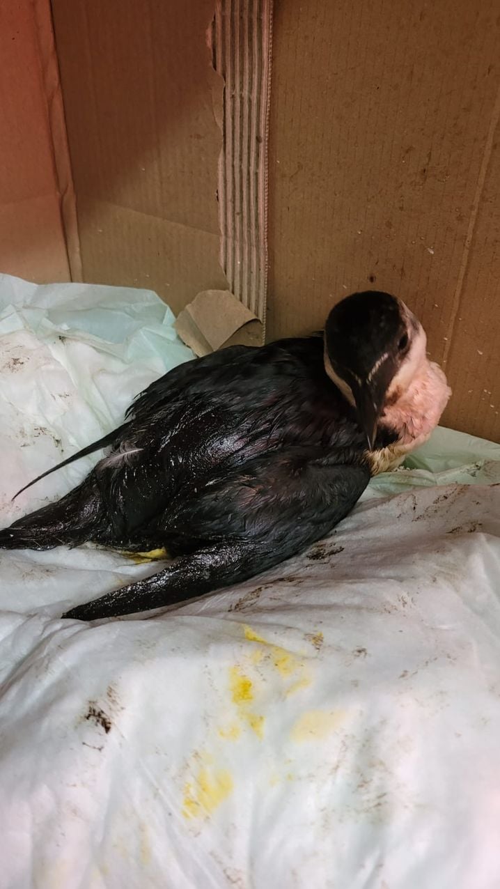 Des oiseaux souillés par du pétrole qui proviendrait de l'épave de l’« Erika » ont été recueillis par des soigneurs de la LPO en Bretagne. Ici, un pingouin torda retrouvé à Plouhinec.