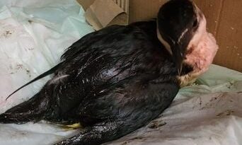 Les chances de survie des oiseaux marins après le pétrole de l'Erika sont infimes.