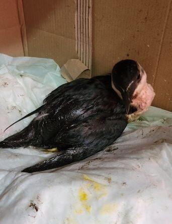 Les chances de survie des oiseaux marins après le pétrole de l'Erika sont infimes.