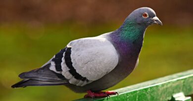 Londres : Une femme verbalisée pour avoir nourri des pigeons.