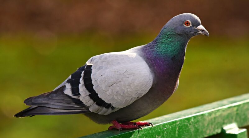 Londres : Une femme verbalisée pour avoir nourri des pigeons.