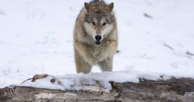 Loups : Le gouvernement annonce une augmentation des tirs autorisés