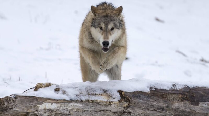 Loups : Le gouvernement annonce une augmentation des tirs autorisés