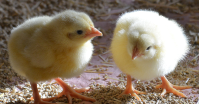 Mahdia : alerte sur la vente en ligne de poussins inconnus