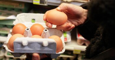 Manque d'œufs : Pas de pénurie en France, explications des producteurs et distributeurs.