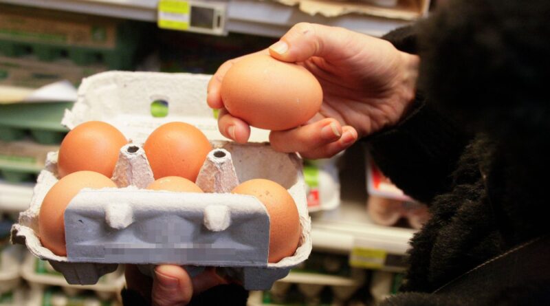 Manque d'œufs : Pas de pénurie en France, explications des producteurs et distributeurs.