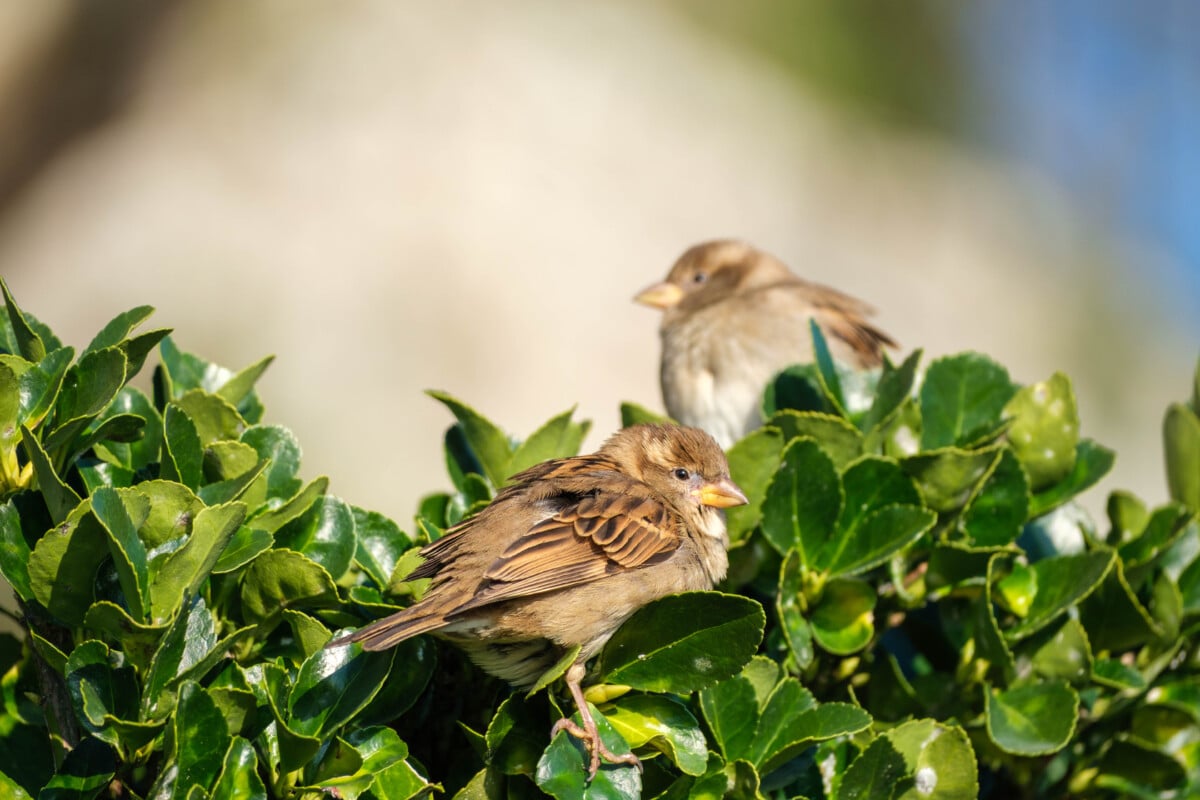 Photo deux oiseaux