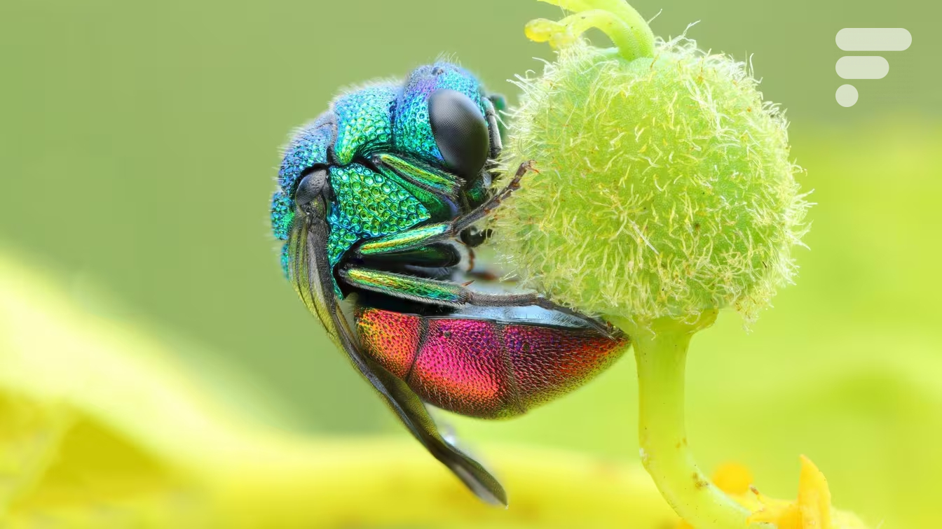 Photo macro obtenue par focus stacking