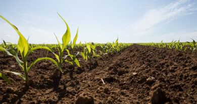 Nabeul : saison des semis des grandes cultures achevée à 97 %