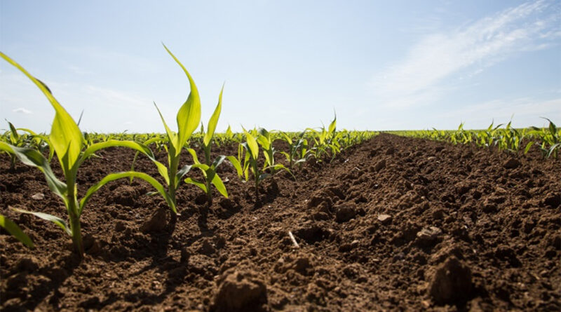 Nabeul : saison des semis des grandes cultures achevée à 97 %