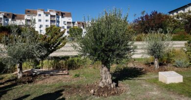Olivier pour Ilan Halimi : enquête ouverte sur un arbre sectionné près de Lyon
