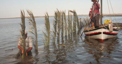 Pêche : excédent de 225 MD dans la balance commerciale fin novembre 2025