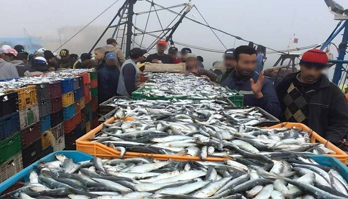 Poisson trop cher : tu ne nous manques plus jamais !