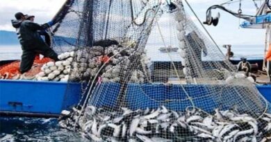 Port de Laâyoune : 17 % d'augmentation des débarquements de pêche à fin novembre