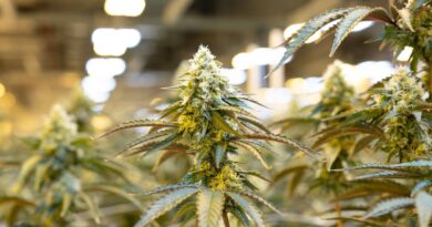 Prison de Nanterre : Un détenu ne cachait pas 1,4 kg de cannabis