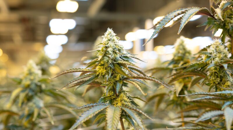 Prison de Nanterre : Un détenu ne cachait pas 1,4 kg de cannabis