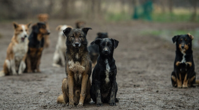 Prolifération des chiens errants : jusqu'où le risque va-t-il aller ?