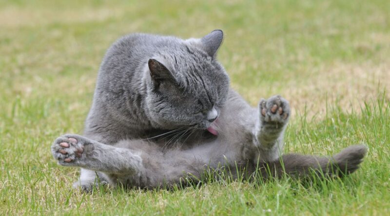 Saint-Etienne : Trois personnes hospitalisées, pompiers mobilisés pour pipi de chat
