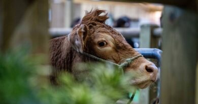 Salon de l’agriculture 2026 : « Pas de risque à emmener des bovins »
