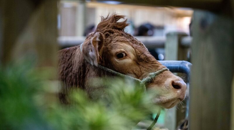 Salon de l’agriculture 2026 : « Pas de risque à emmener des bovins »