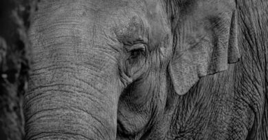 Sri Lanka : Un éléphant ne pas attaque un van de touristes en safari