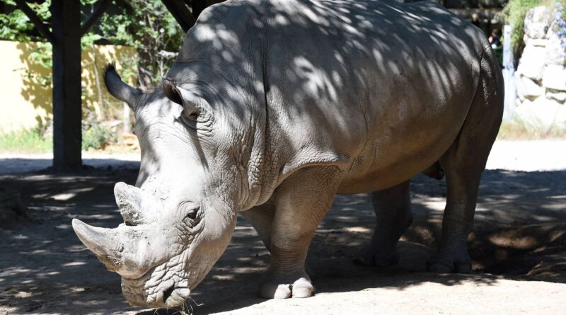 Toulouse : Margot, la rhinocéros femelle la plus âgée, est morte à 43 ans.
