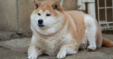 Un tiers des chiens et la moitié des chats en surpoids.