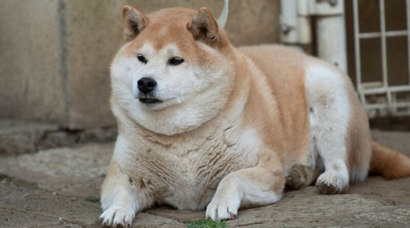 Un tiers des chiens et la moitié des chats en surpoids.