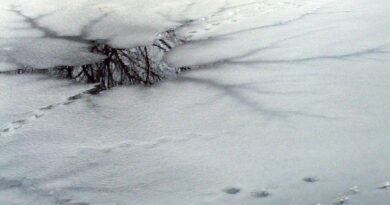 Une Américaine assiste impuissante à la noyade de ses trois fils dans un lac gelé.