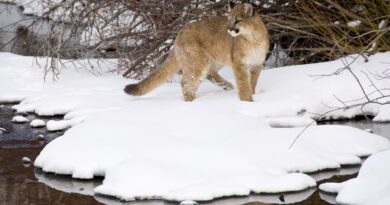 Une femme meurt dans le Colorado après une attaque de cougar.
