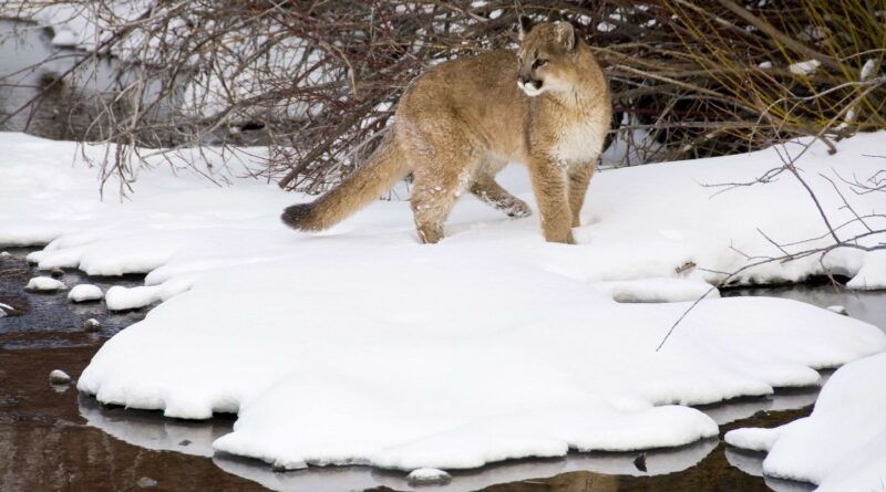 Une femme meurt dans le Colorado après une attaque de cougar.