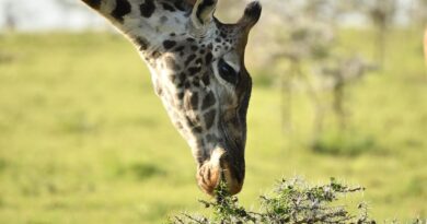 Une girafe meurt après s'être coincée dans une porte d'enclos.