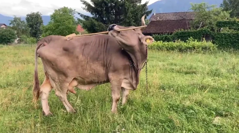 Veronika, première vache à utiliser des outils, fascine la science.