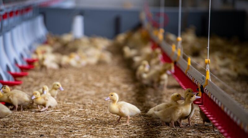 Viandes blanches : le retard de croissance provoque une augmentation des prix