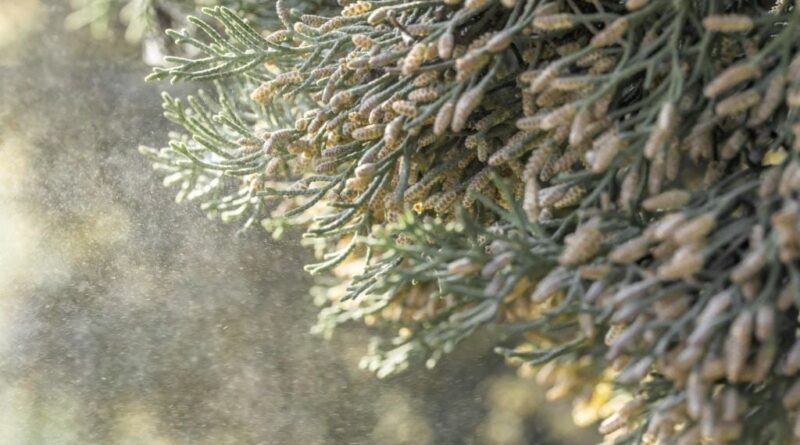 Après la pluie, risque pollinique très élevé dans le Sud cette semaine.