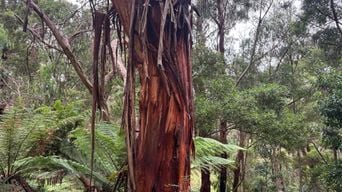 Australie : Victoria face aux incendies, menaces sur habitations et faune.