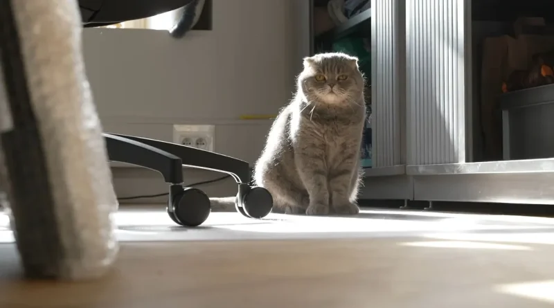 Bart De Wever : "Après un an de gouvernement, je reste nationaliste flamand"