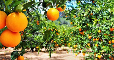 Béni Khalled : agriculteurs subissent des pertes allant jusqu'à 30 % en agrumes