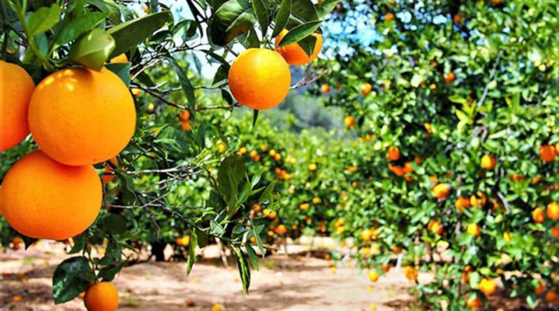 Béni Khalled : agriculteurs subissent des pertes allant jusqu'à 30 % en agrumes