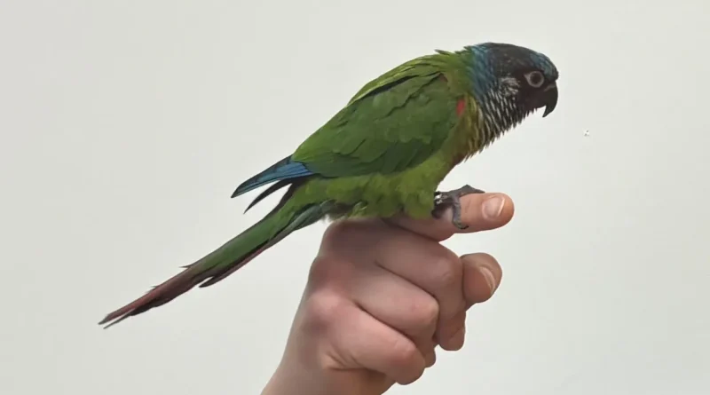 Chandeleur : poêles en Teflon, danger mortel pour les oiseaux