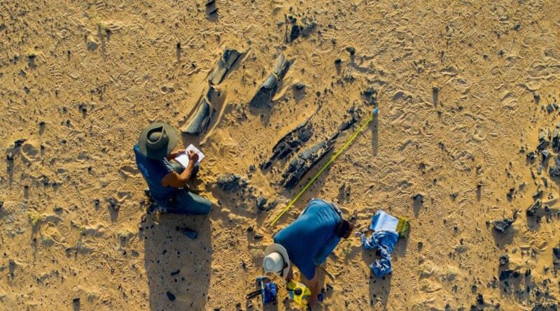 Découverte d'une nouvelle espèce de dinosaure géant au Niger.