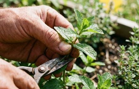 Je l’ai testée par curiosité… ma menthe n’a jamais été aussi belle