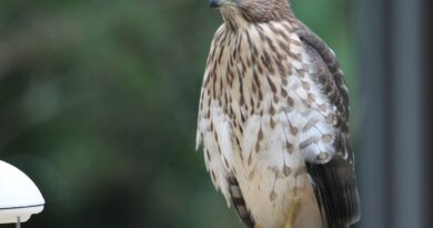 États-Unis : 45 jours de prison pour avoir filmé un rapace protégé recevant de l'alcool